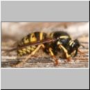 Dolichovespula sylvestris - Waldwespe 02.jpg